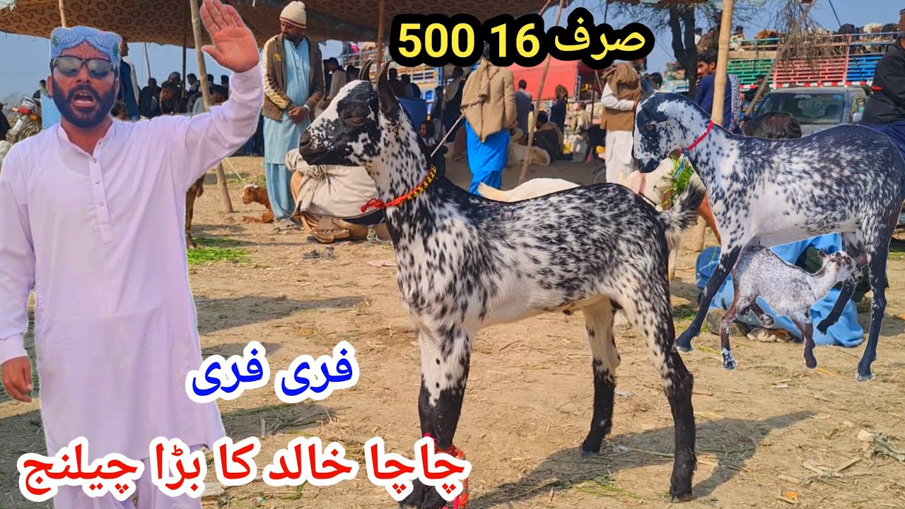 بکرا مارکیٹ محمد پور قربانی 2026 کے تحفے بکرا مارکیٹ ڈاؤن قیمت صرف 17 سے 18 ہزار 