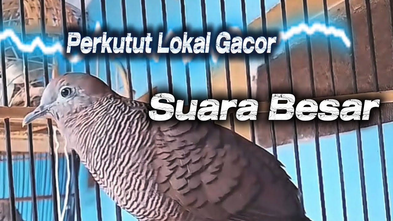SUARA Perkutut Lokal Gacor ||SUARA BESAR 