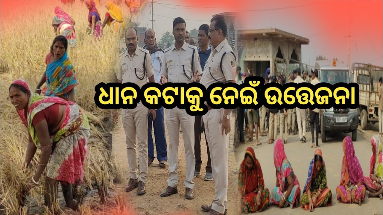 ll ଧାନ କଟାକୁ ନେଇଁ ଉତ୍ତେଜନା ll #kendrapara #mahakalpada #landdisputes #police #viralvideo