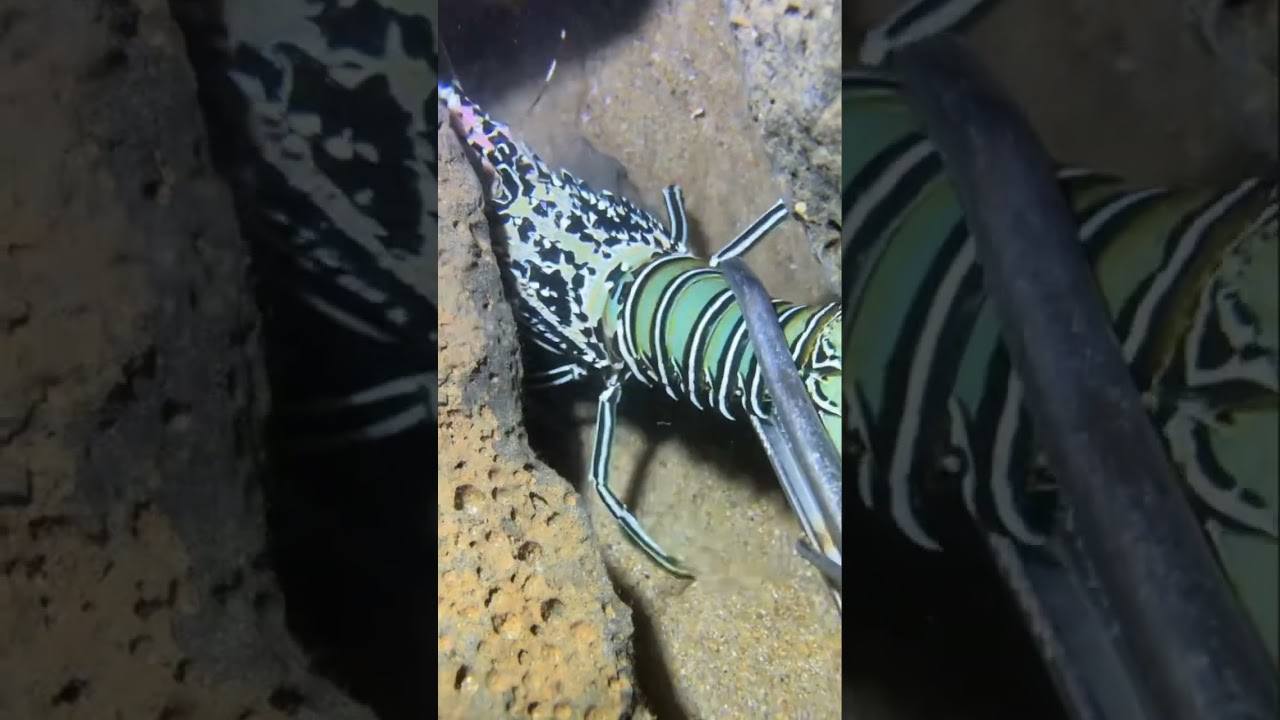 Catching Seafood Under the Sea ▶️ 34 #Ocean #DeepSea #Fishing #Beach