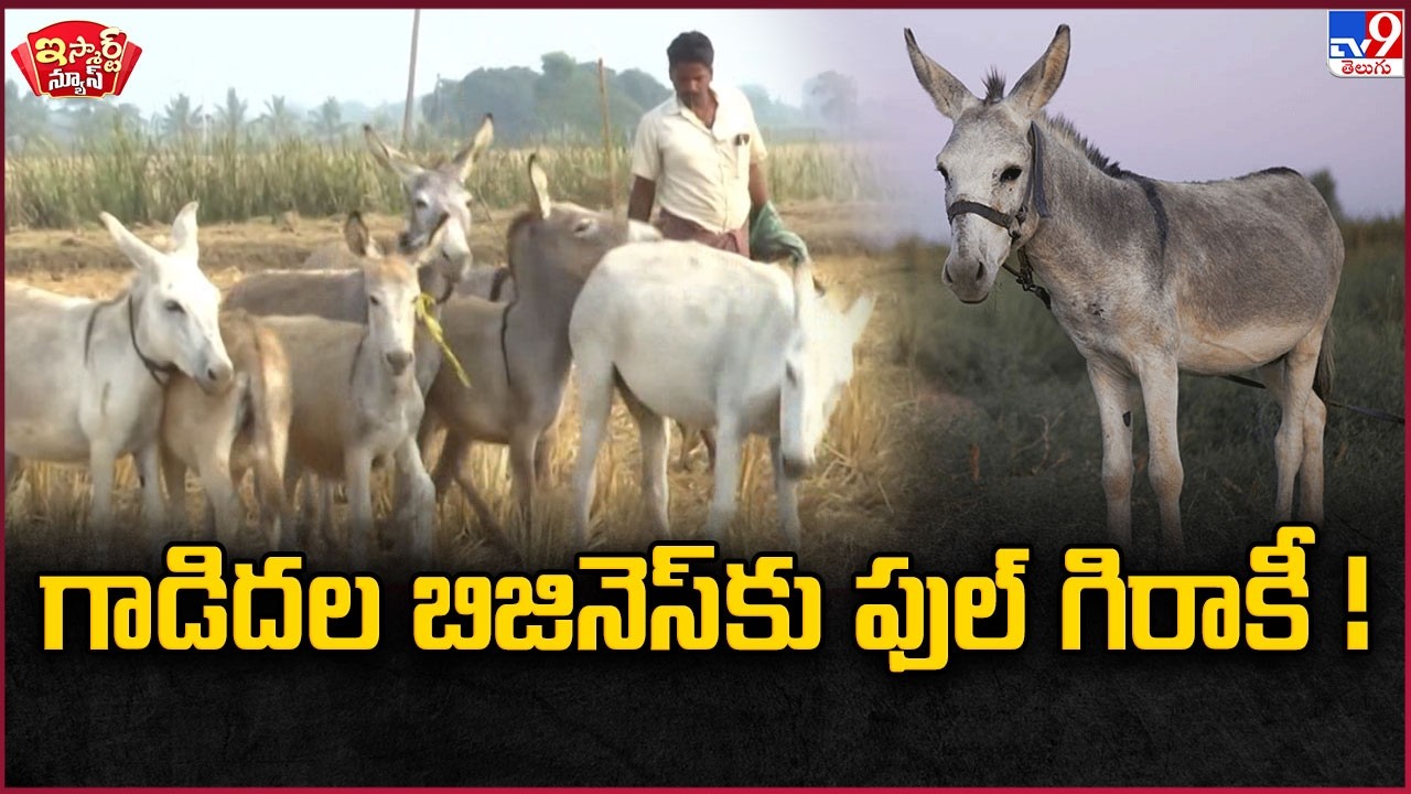 iSmart News : గాడిదల బిజినెస్ కు ఫుల్ గిరాకీ ! | Donkey Milk - TV9