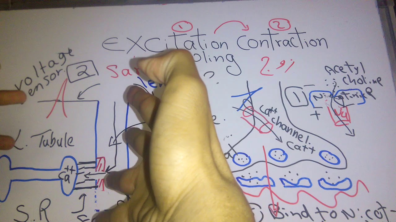 Skeletal muscle new system (Excitation contraction coupling) dr mohamed fayez