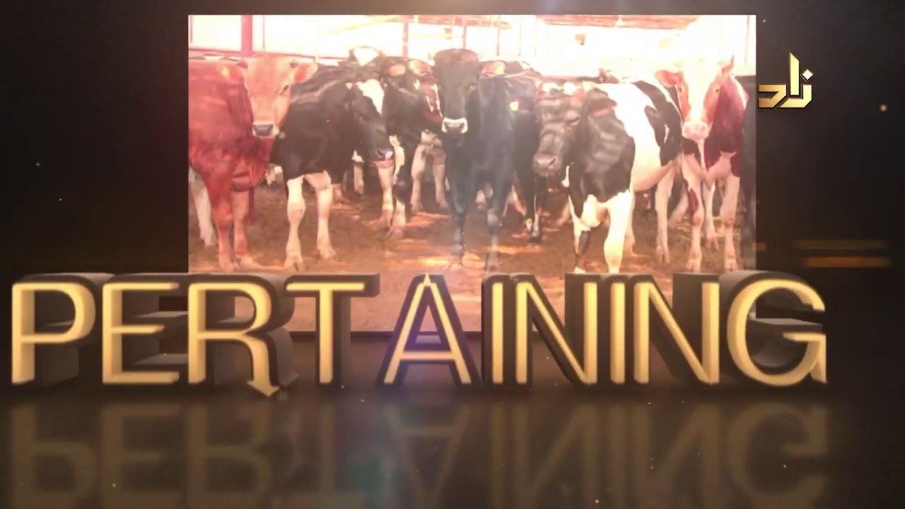 Is offering Udhiya or Qurbani mandatory? - Assim al hakeem
