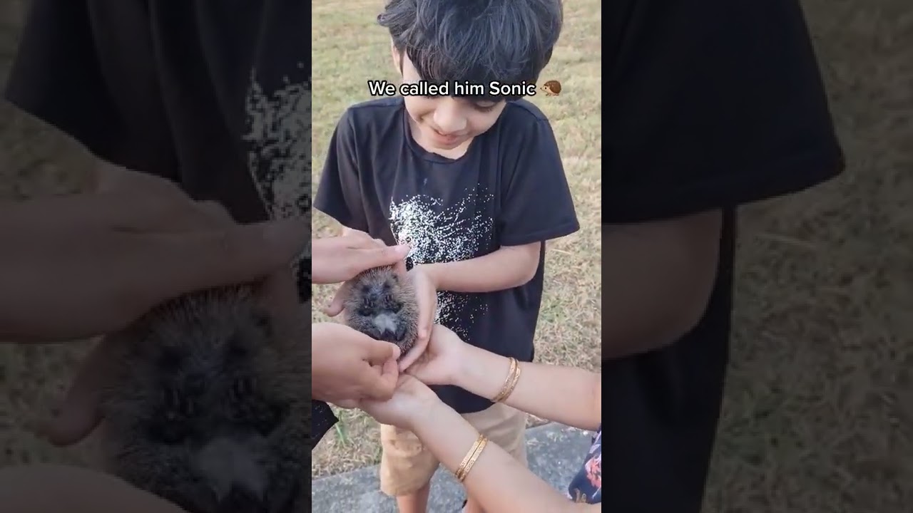 We called him Sonic 🦔 #shorts #hedgehog #hedgehoghouse #sonic #kidsvideo