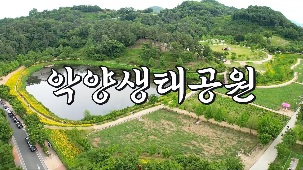 함안 약양생태공원 샤스타데이지/수례국화/금계국/양귀비