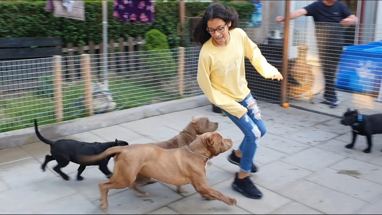 Meet the new generation Giant Bully Pitbulls