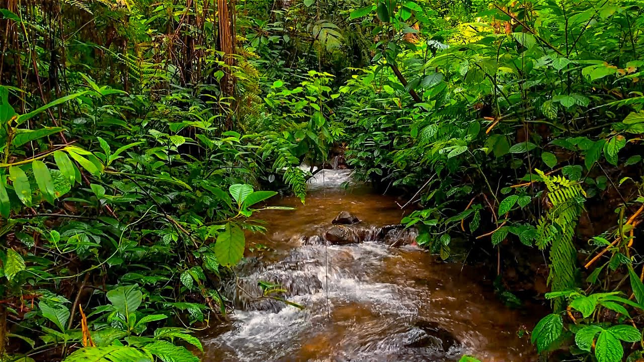 Harmonious Forest Sounds, Stream Sounds, Lovely Birds Chirping