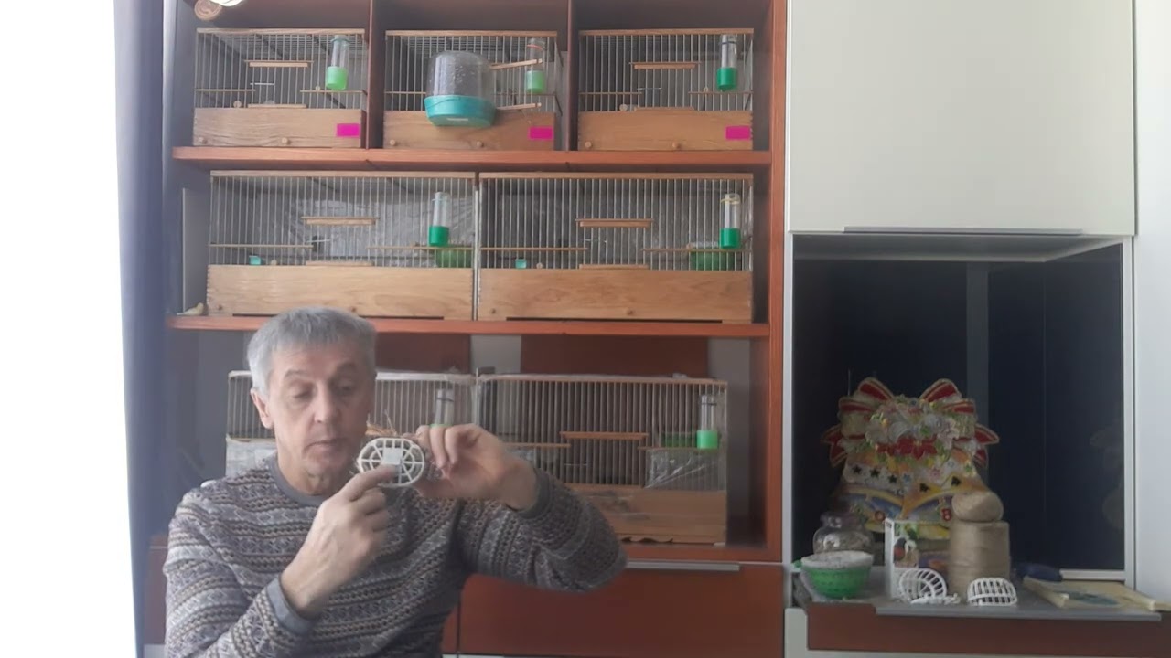 Разведение , содержание канареек  овсяночного напева.