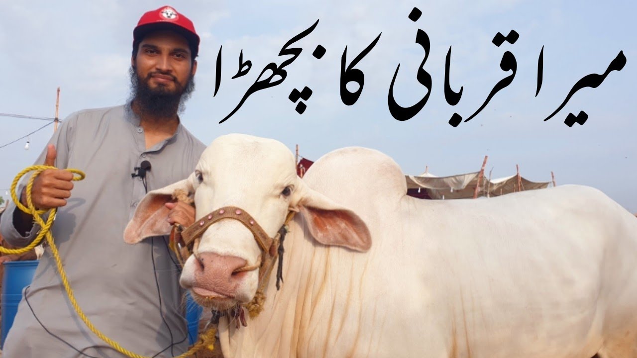 FINALLY! Mera Qurbani Bull ANMOL for Bakra Eid 2021 Sohrab Goth Cow Mandi 2021 Cattle Market Karachi