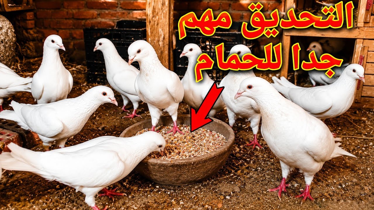 خلطة التحديق للحمام افضل كالسيوم طبيعي للحمام |طريقة عمل التحديق للحمام(عملي)ابوشام مع الحمام