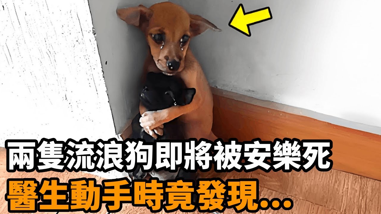 兩隻流浪狗即將被安樂死，醫生動手時，小狗竟做出意外舉動...