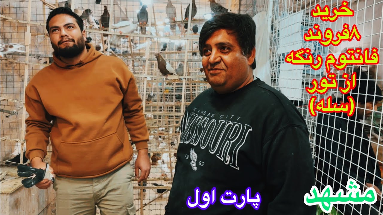 (قسمت۲۴۷)خرید ۸فروند کبوتر فانتوم پرشی رنگه جهت چاشنی بازی و پرش ازتور(سئله)مشهد/عشق بازان خاورمیانه