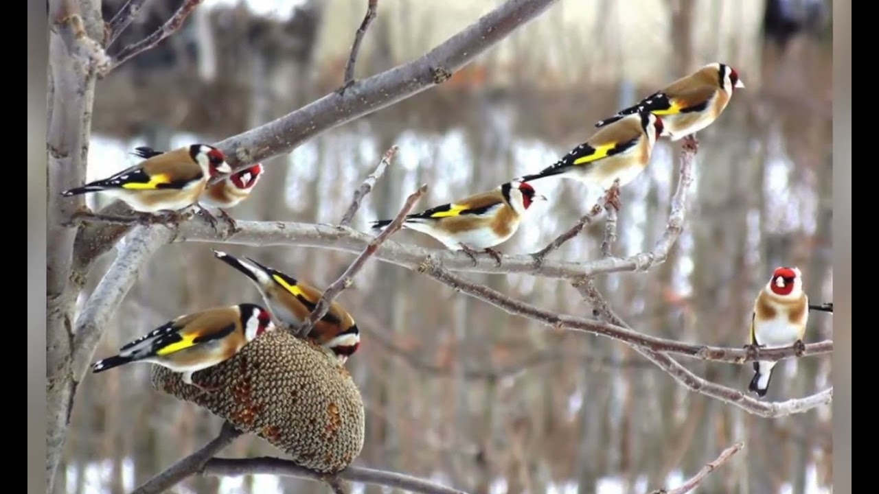 Saka Kuşu Öttürme %100 Garantili (غناء الحسون مضمون 100%) (Goldfinch Singing 100% Guaranteed)