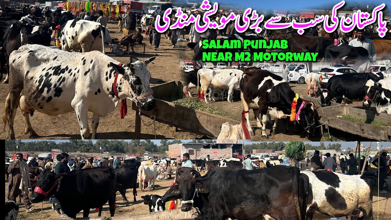 Pakistan Biggest Maweshi Mandi in Salam Punjab | Near M2 Motorway