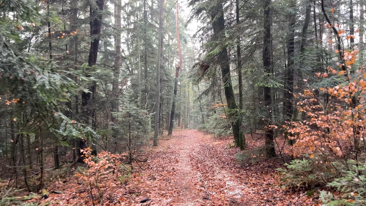 Misty Winter Forest in France 🌫️ | Quiet ASMR Walk in the Vosges