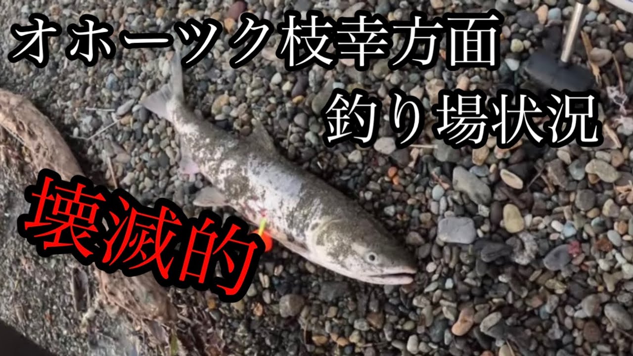 25年サケ釣り場情報！枝幸オホーツク方面の状況。