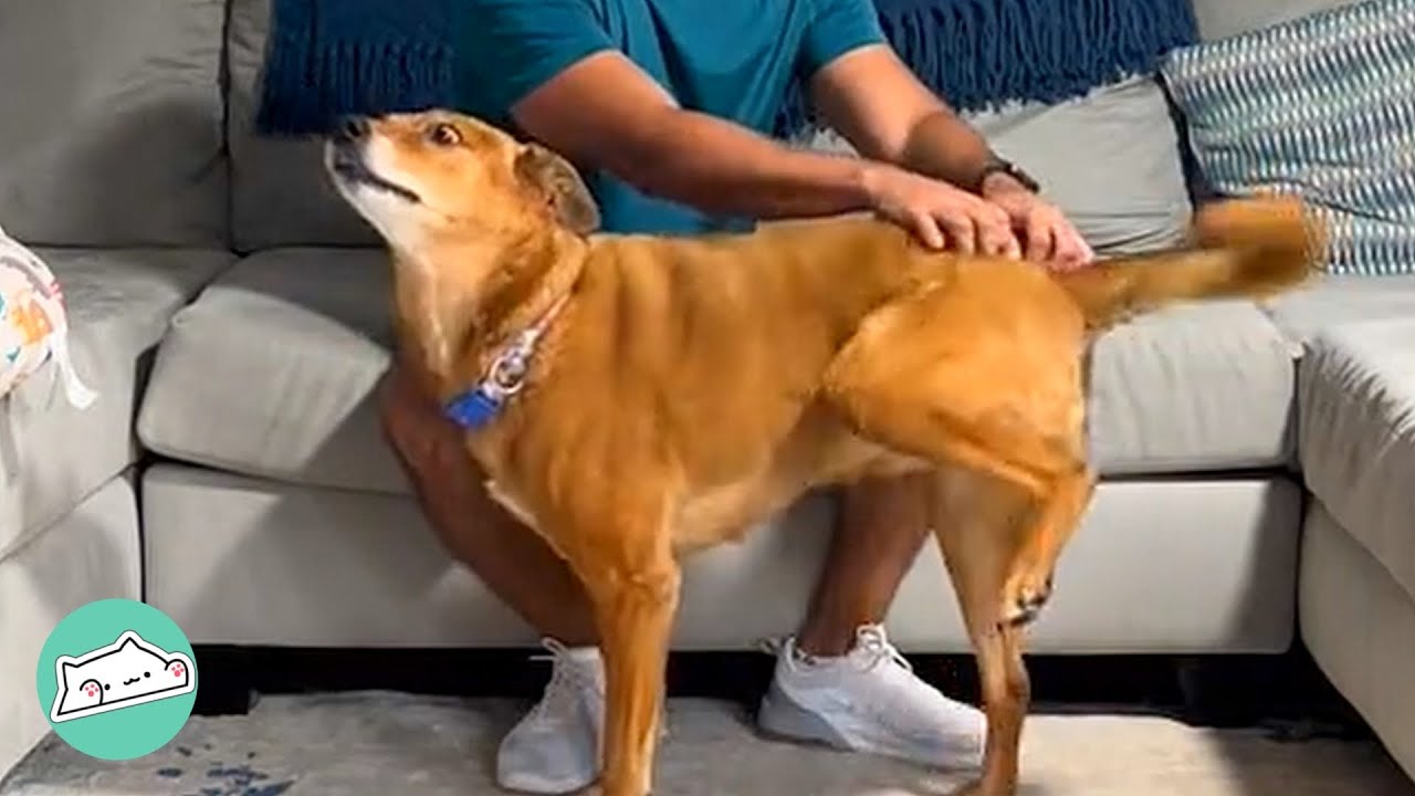 Rescue Pup Scratches His Butt With Literary ANYTHING | Cuddle Dogs