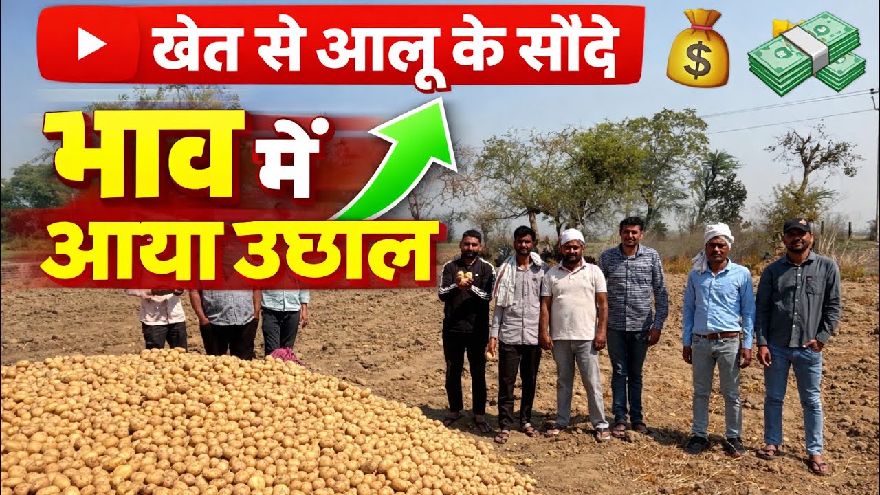 खेत से आलू के सौदे भाव में आया बड़ा उछाल 🚜 आज किसानों को मिला जबरदस्त रेट | Aloo Rate Today #aalu 