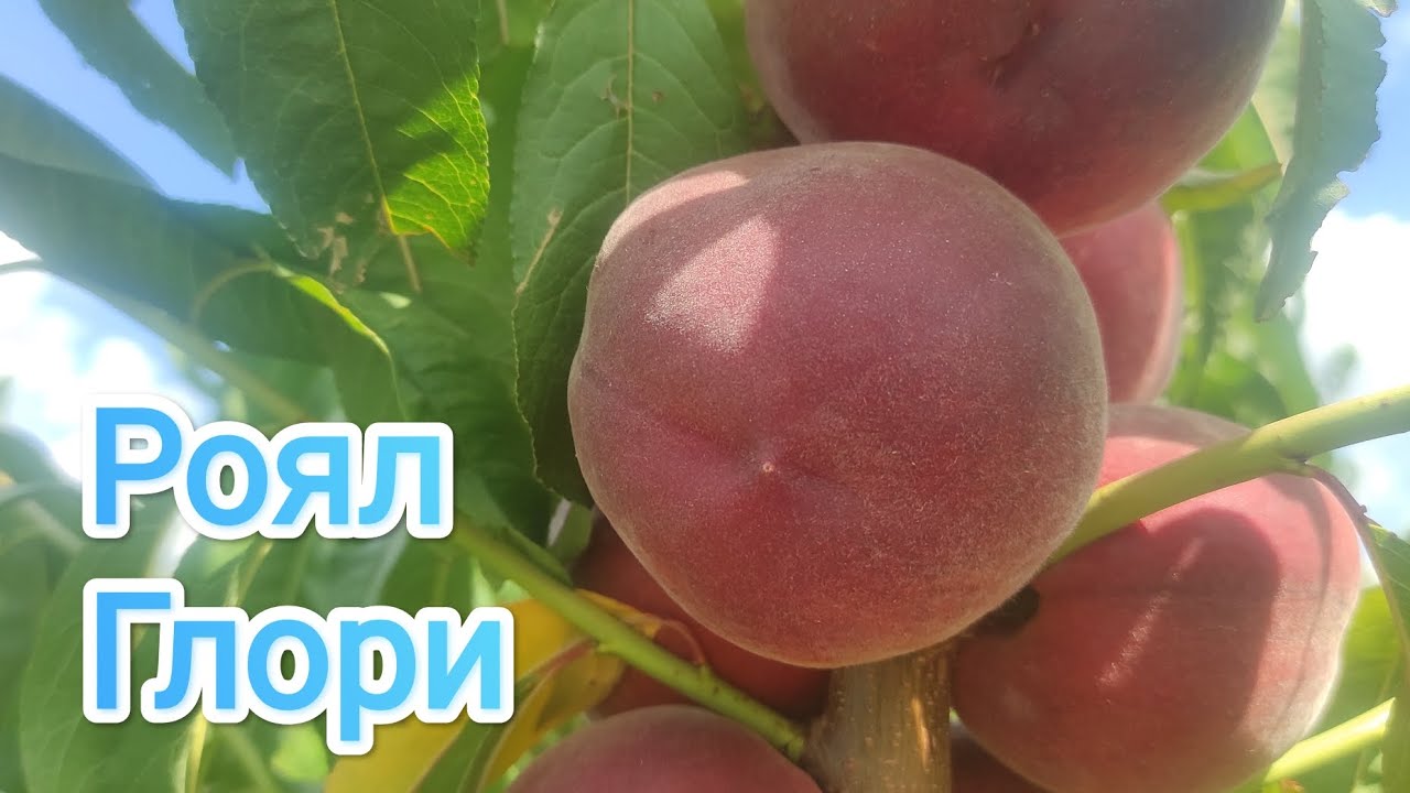 Персик Роял Глори/Peach Royal Glory
