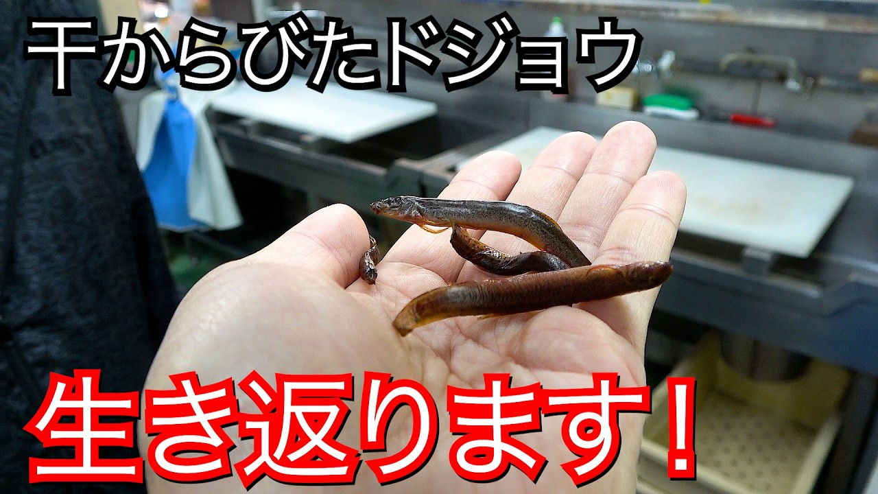 干からびて星になったドジョウを水に漬けると衝撃の結果に！！！！