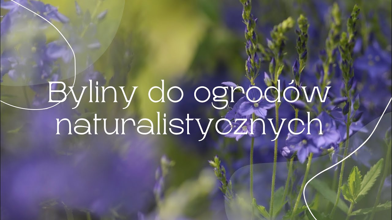 Chabry, czyśćce i inne byliny naturalnych ogrodów dla zapylaczy