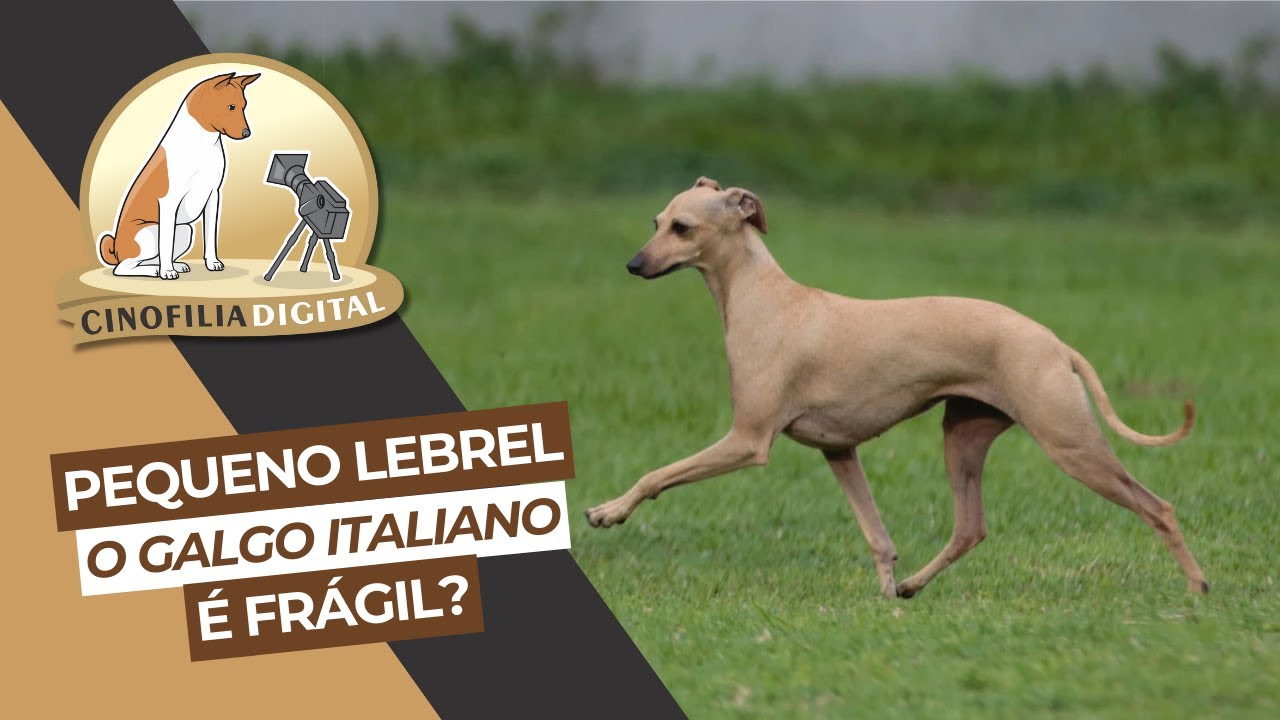Pequeno Lebrel, o Galgo Italiano, é frágil? | Cinofilia Digital