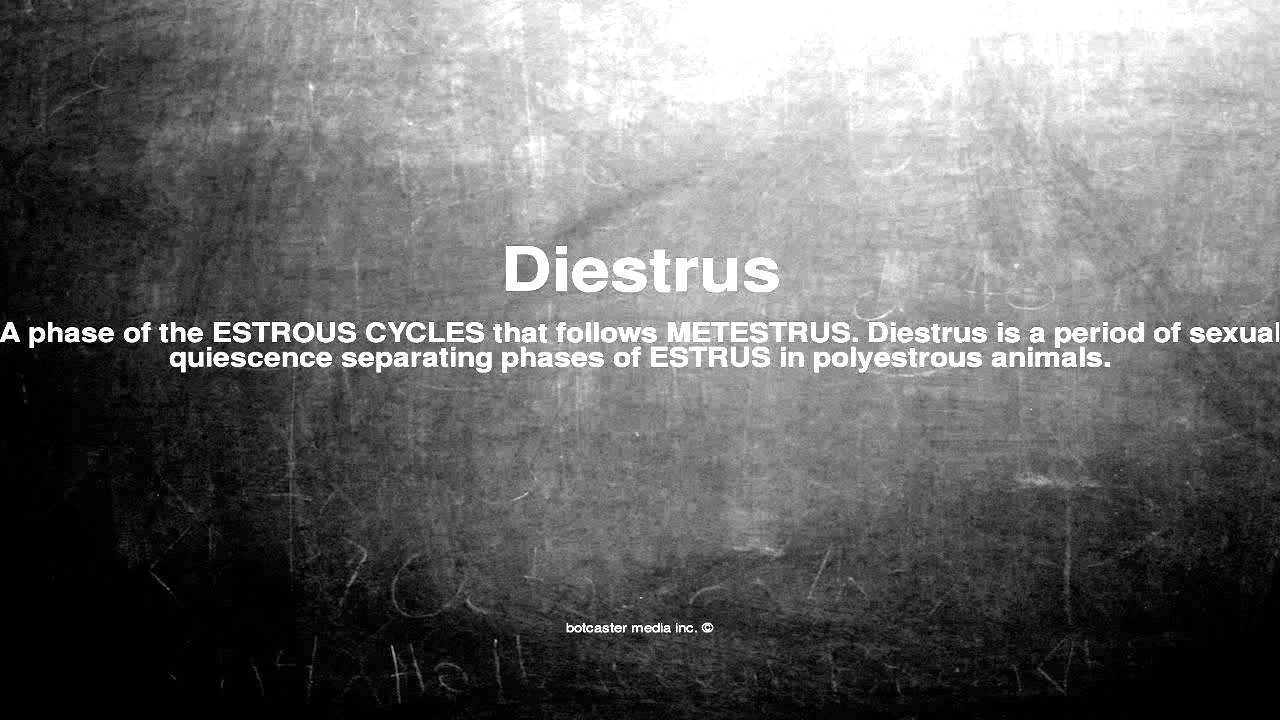 Medical vocabulary: What does Diestrus mean