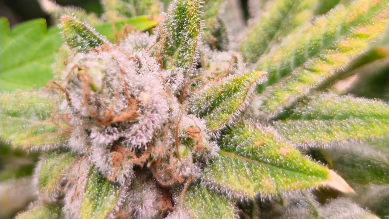 FLOWERING Weeks 7 to 10 - Fat Bastard by Blimburn Seeds