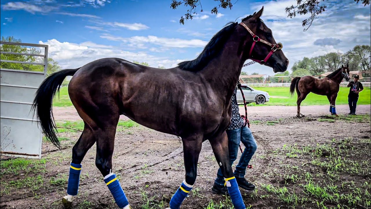 Chulada De Potrillo | El Texano Vs El Trailero, Tapias Race Track Durango Mex.