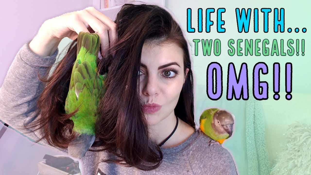 How to Train Your Parrot To Step Up | Parrot Talk & Training with Two Senegal Parrots