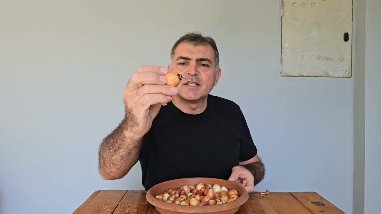 Yeşil Soğan Üretmek İçin Kuru Soğanı Uyandırmak Şart