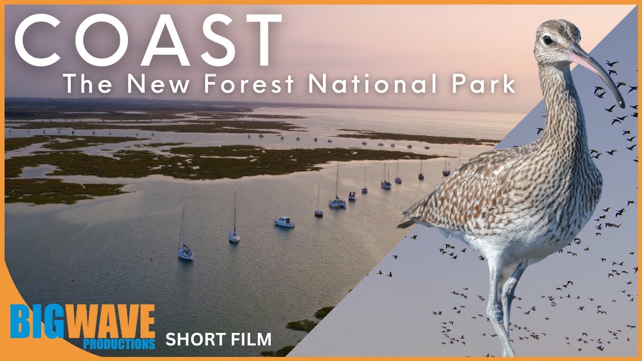 COAST- The New Forest National Park