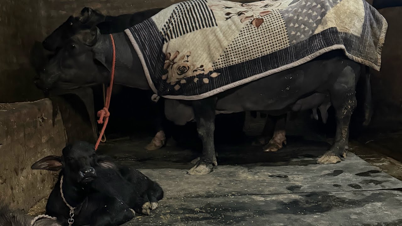 आज अपने डेयरी से लाइव