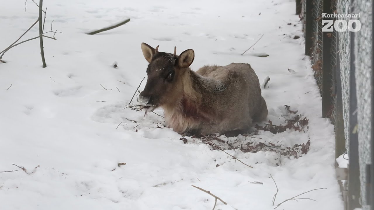 Nuori peura ker&auml;&auml; voimia Villiel&auml;insairaalassa
