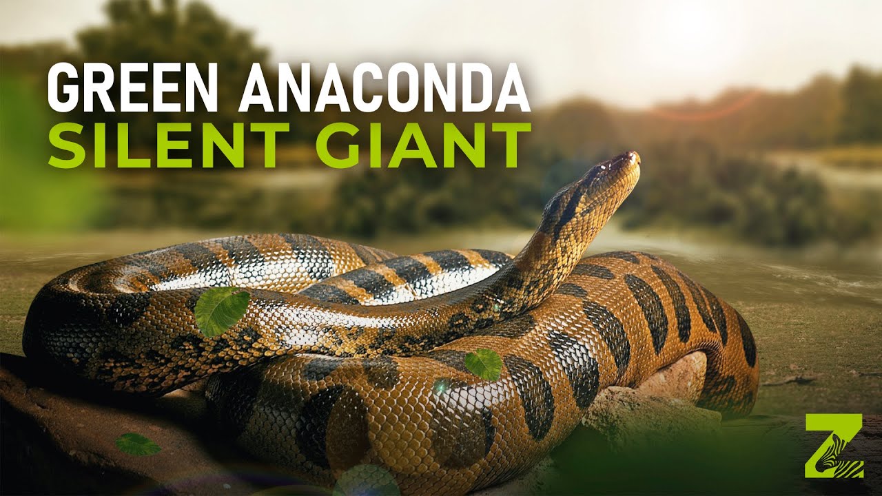 Anaconda - The Silent Giant of the Amazon Forest