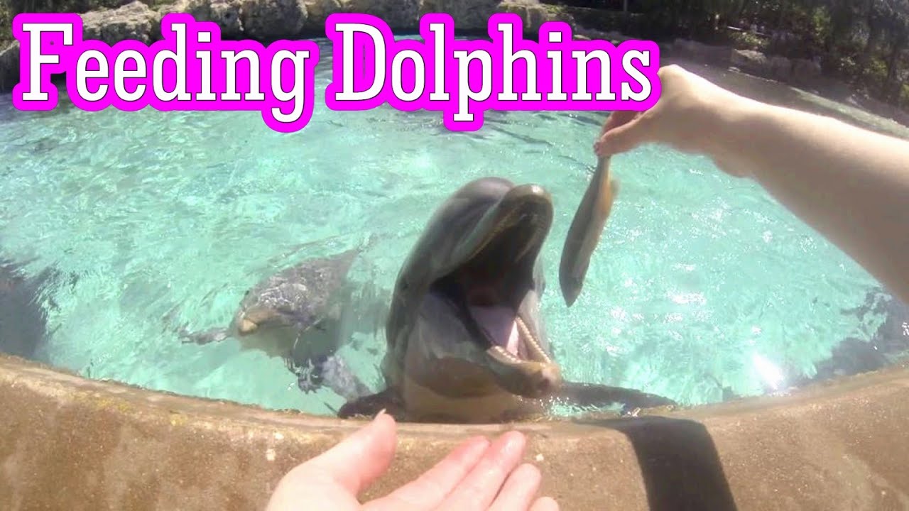 Feeding Dolphins at SeaWorld Orlando | Dolphin Talks.