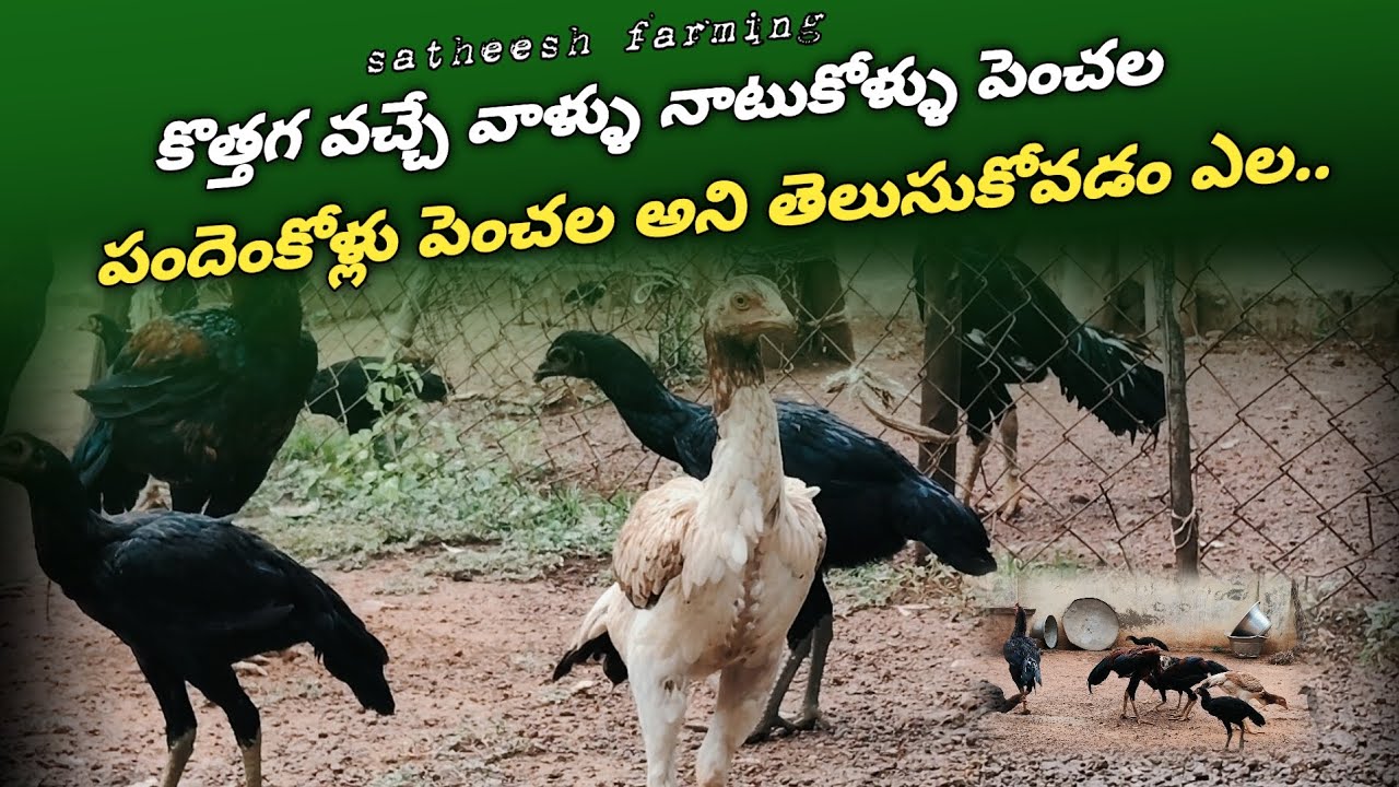 New farmers How to know about natukollu and pandemkollu.which one is better..