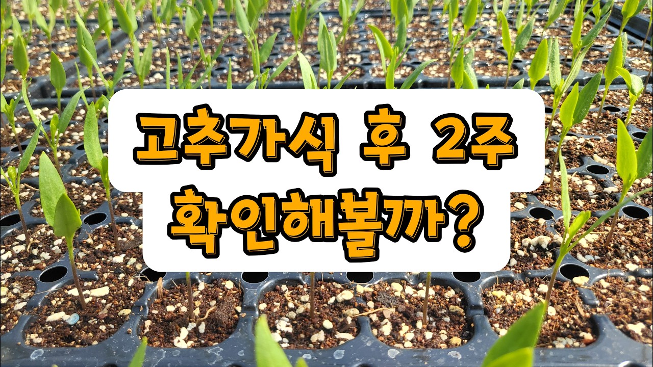 2026년 3월 15일