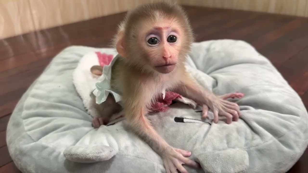 Baby come on let’s go to go for a walk with mum 