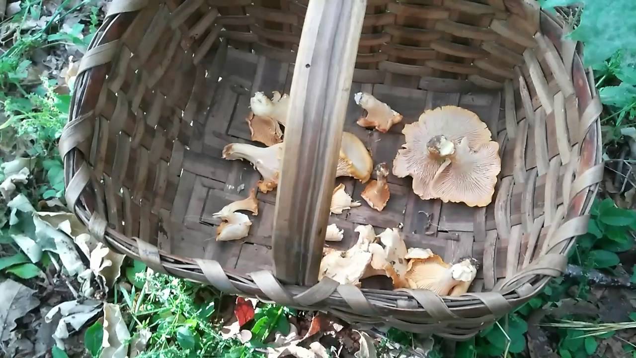 C&oacute;mo diferenciar y reconocer Cantharellus cibarius