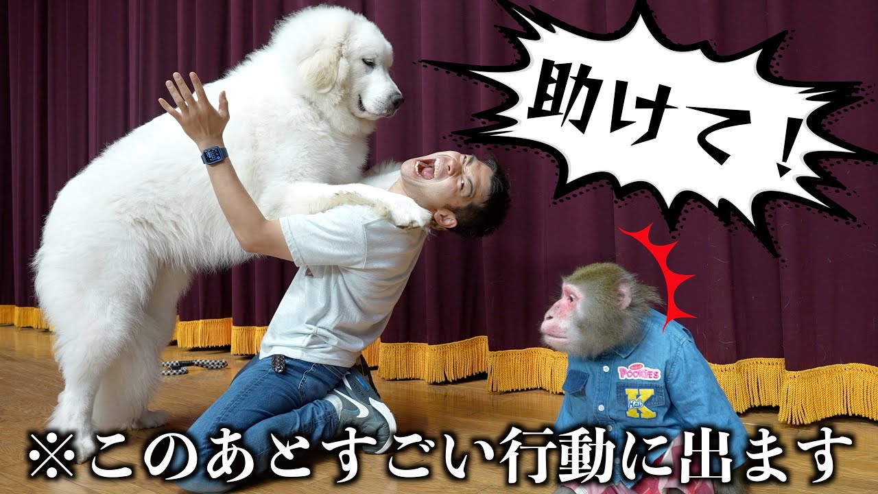 大型犬に襲われるフリをお猿さんの前ですると…心優しい行動に感動しました