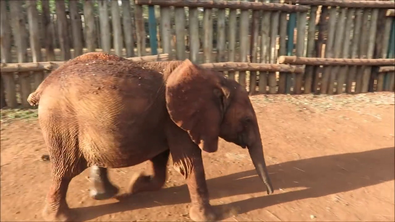 Simotua