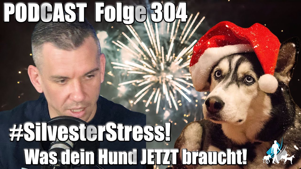Silvesterstress! Was dein Hund JETZT braucht!