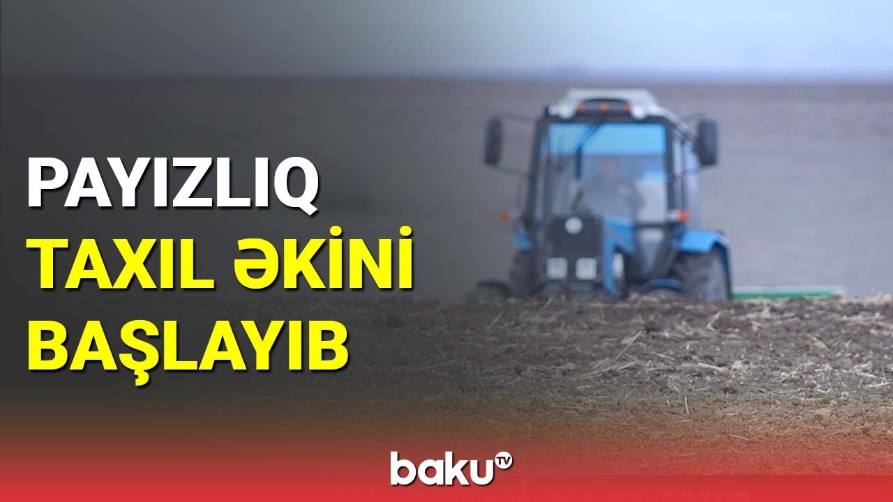 İsmayıllıda payızlıq taxıl əkini başlayıb - BAKU TV