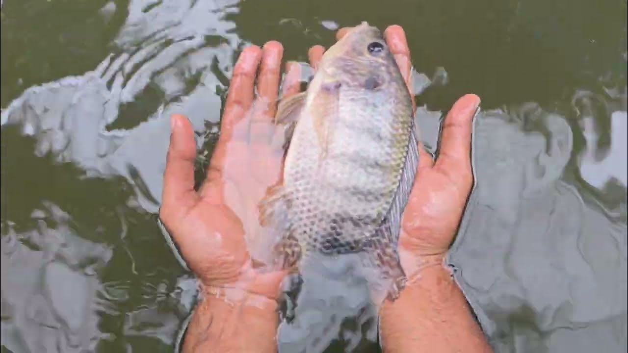 Tilapia Fish Growth in Just 55 Seconds | Fish Farming Progress