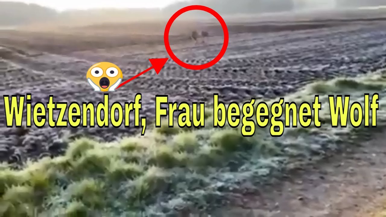 Wolfsangriff auf eine Frau in Wietzendorf (Niedersachsen)