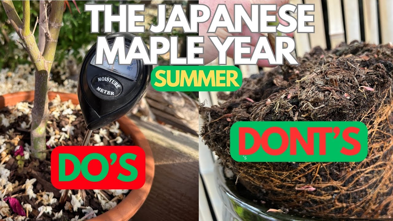 Japanese Maples: Summer Do's and Don'ts