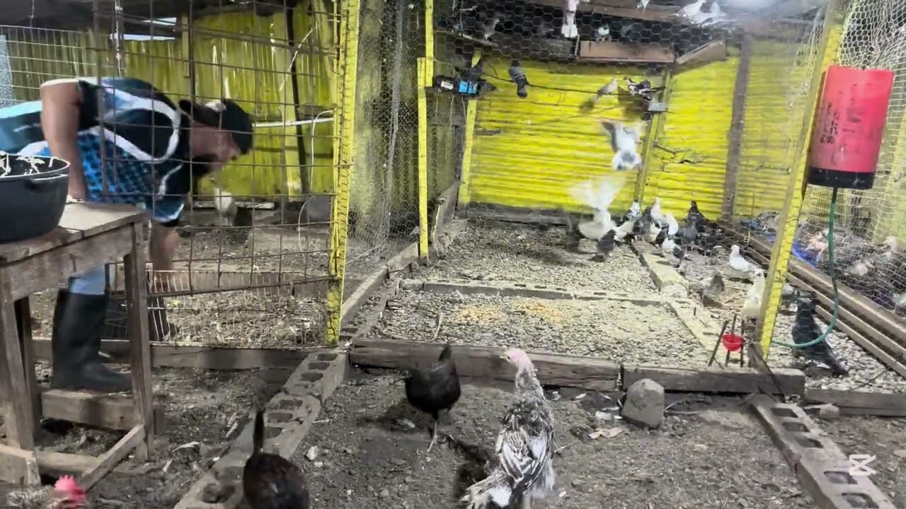 Alimento con mucha proteína ,Crecimiento , gallina de rasa , patos , pavo, 🦃 🐓 🦆 
