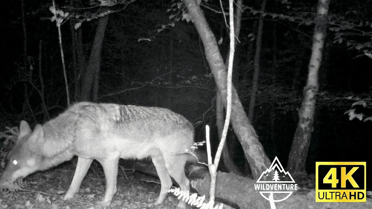 Kada &scaron;uma oživi &ndash; Snimili smo VUKA || When the Forest Awakens &ndash; We Filmed a Wolf