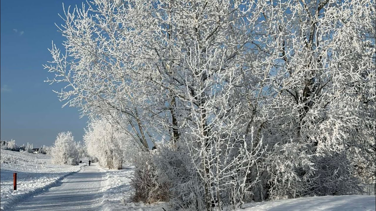 (122) -19°C Thành phố Calgary, Canada cây cối bị đóng băng luôn